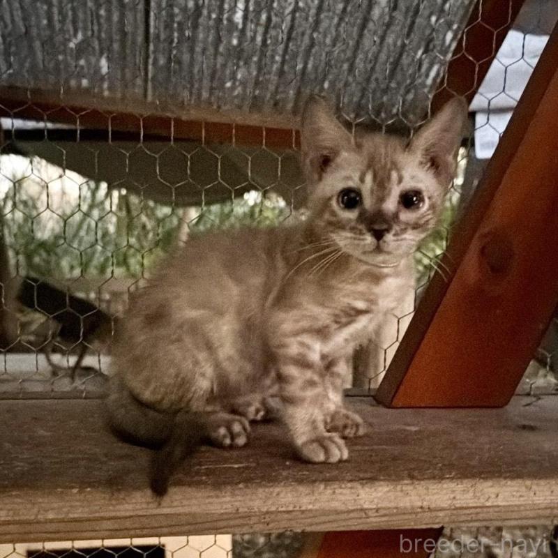 販売中の埼玉県のベンガル-132641の10枚目