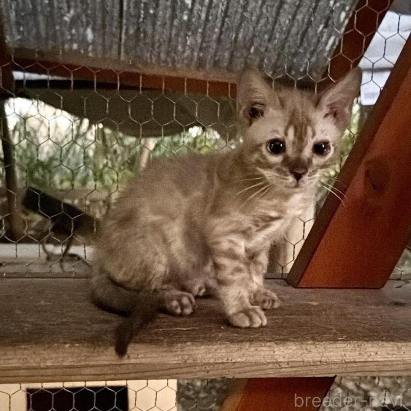 販売中の埼玉県のベンガル-132641の9枚目