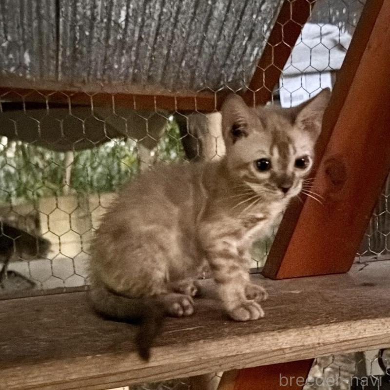 販売中の埼玉県のベンガル-132641の8枚目