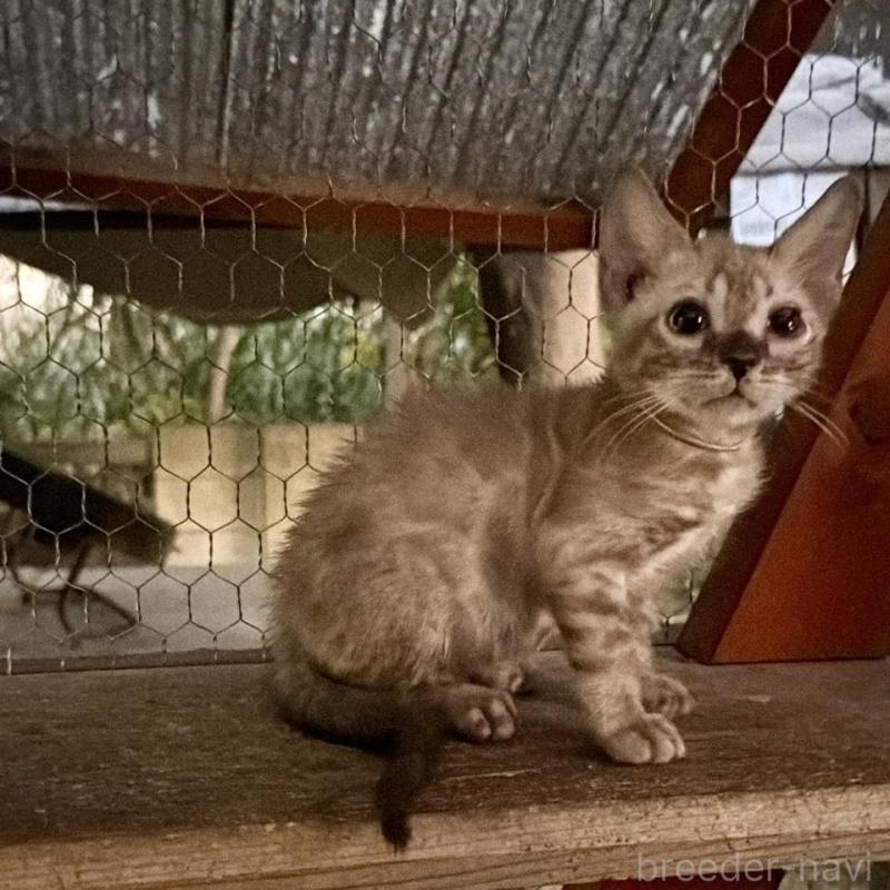 販売中の埼玉県のベンガル-132641の6枚目