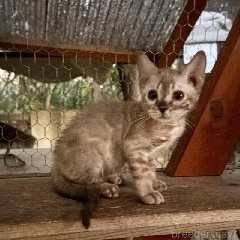 販売中の埼玉県のベンガル-132641の5枚目