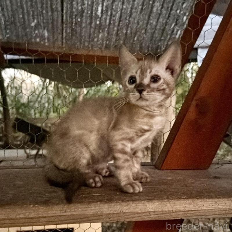 販売中の埼玉県のベンガル-132641の4枚目