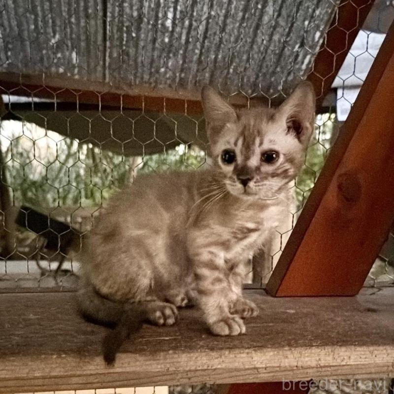 販売中の埼玉県のベンガル-132641の3枚目