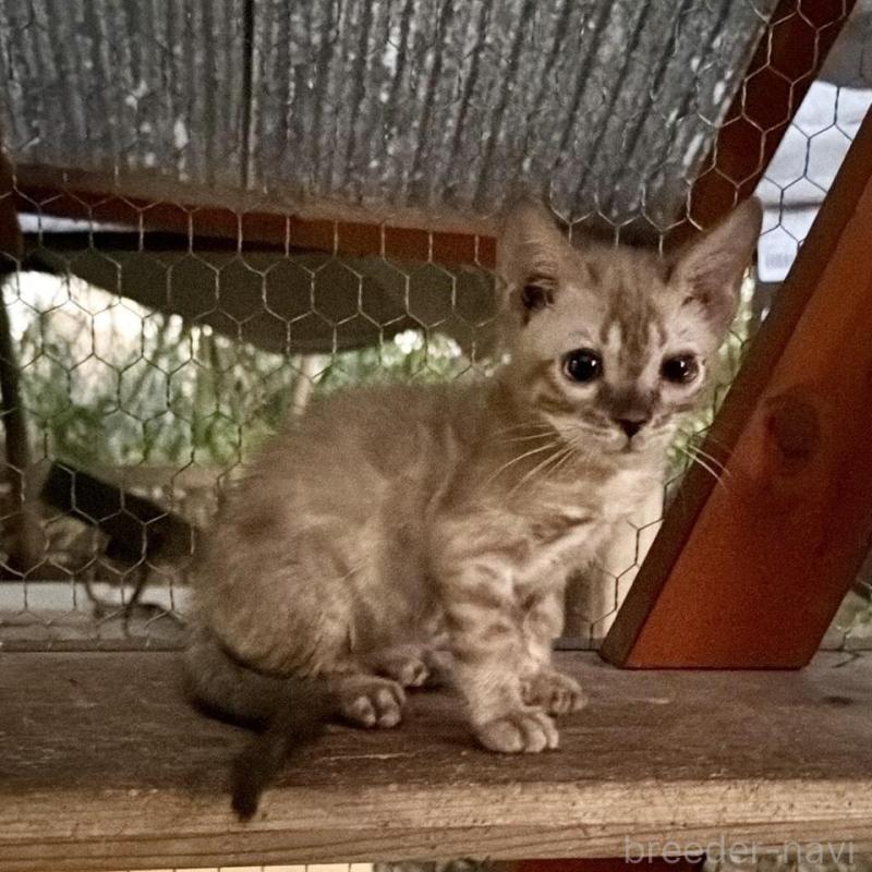 販売中の埼玉県のベンガル-132641の2枚目