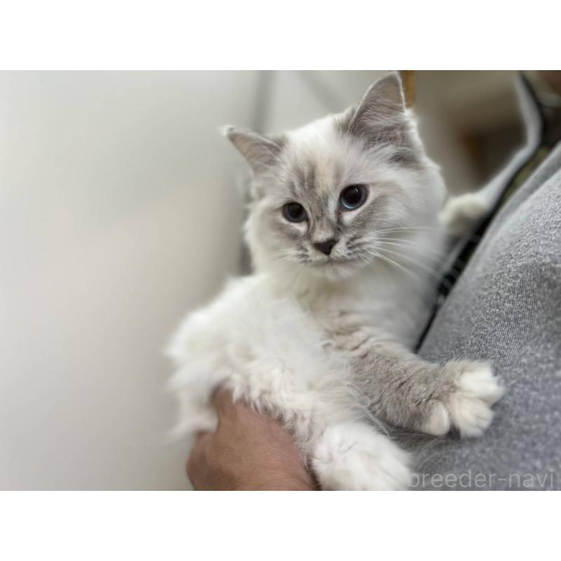 販売中の愛知県のサイベリアン-132640の1枚目