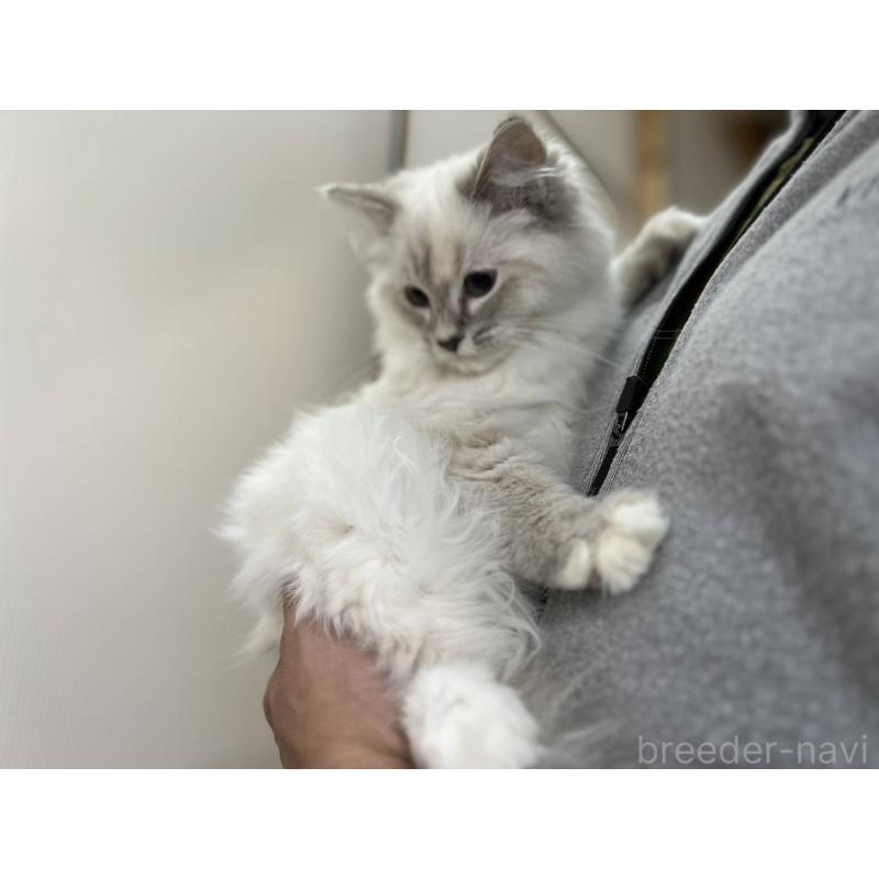 販売中の愛知県のサイベリアン-132640の15枚目