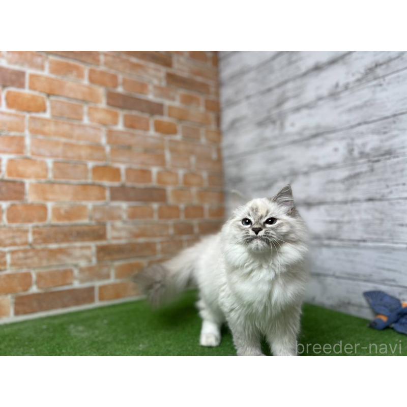 販売中の愛知県のサイベリアン-132640の14枚目