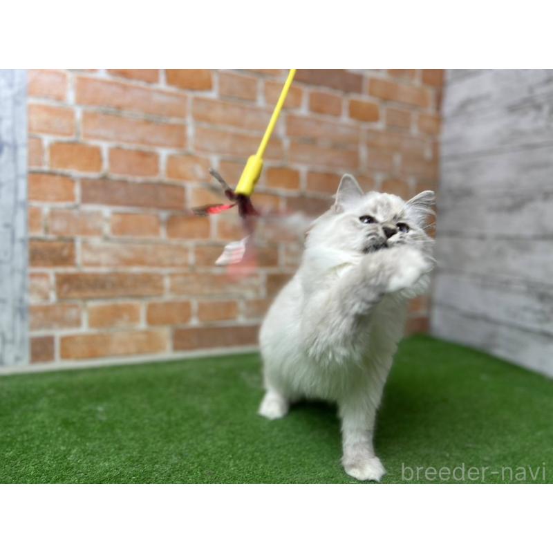 販売中の愛知県のサイベリアン-132640の13枚目