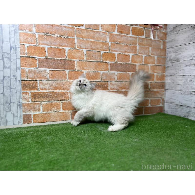 販売中の愛知県のサイベリアン-132640の12枚目