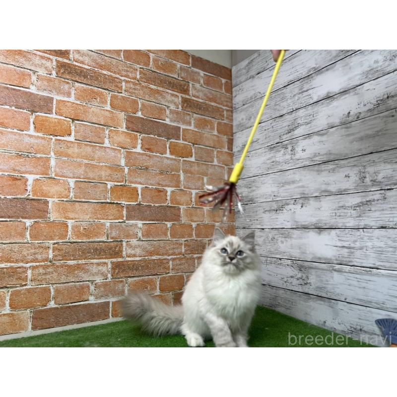 販売中の愛知県のサイベリアン-132640の11枚目