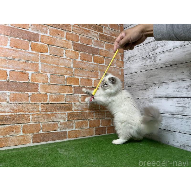 販売中の愛知県のサイベリアン-132640の10枚目