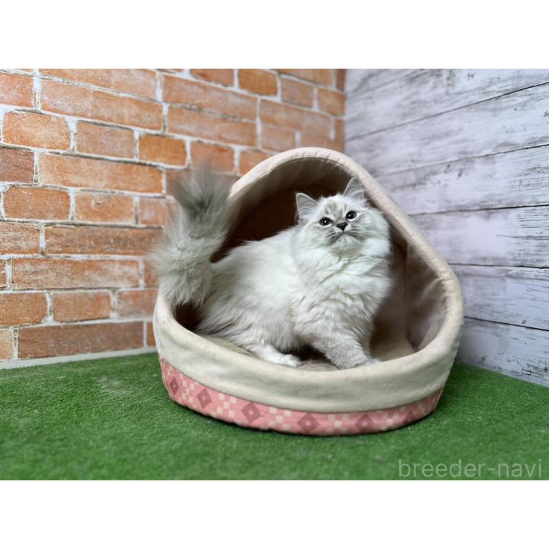 販売中の愛知県のサイベリアン-132640の9枚目