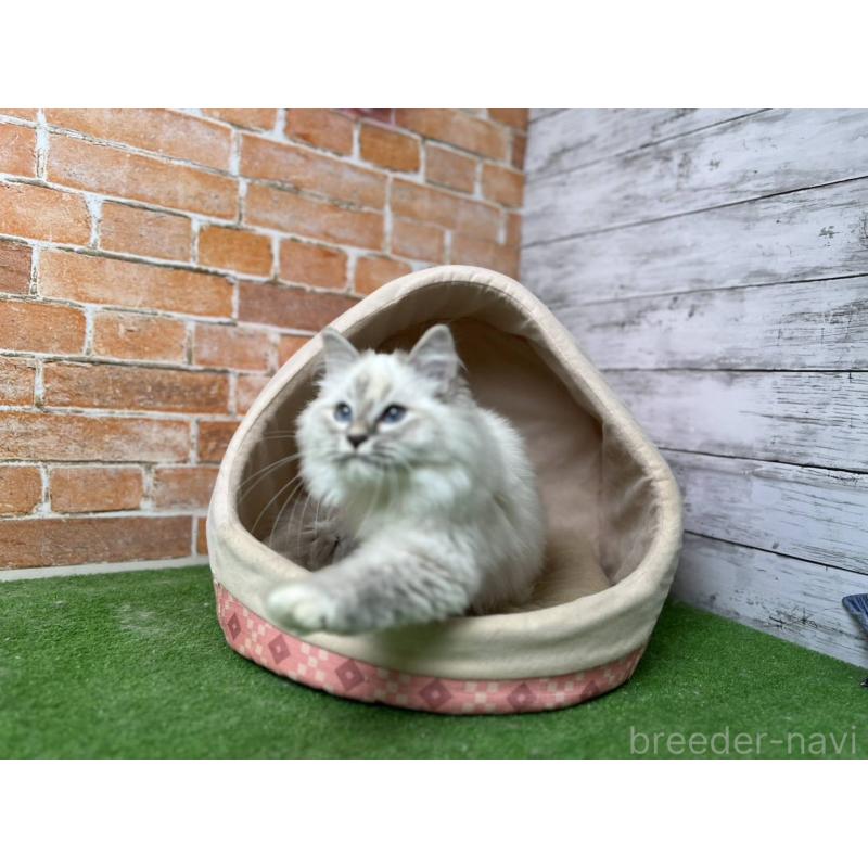 販売中の愛知県のサイベリアン-132640の8枚目