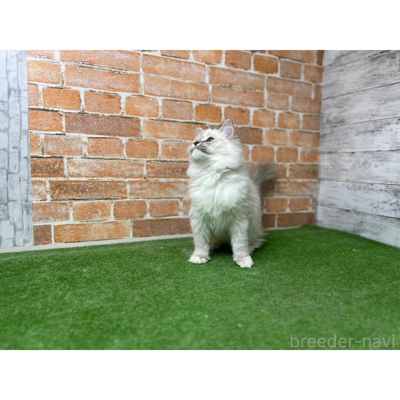 販売中の愛知県のサイベリアン-132640の7枚目