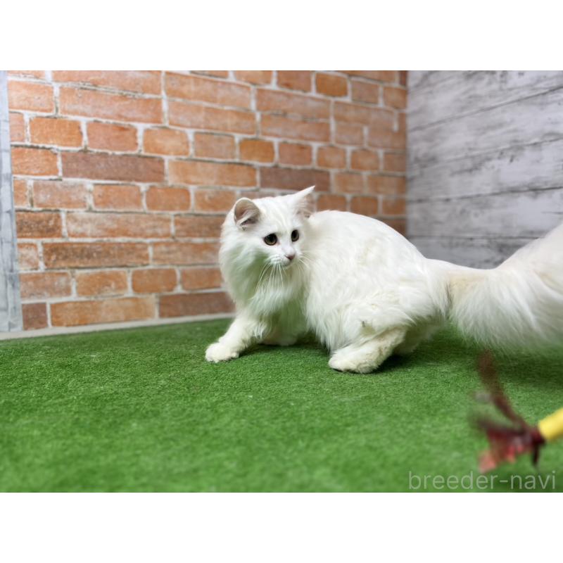 販売中の愛知県のノルウェージャンフォレストキャット-116486の26枚目