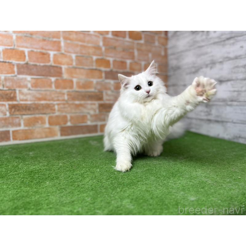 販売中の愛知県のノルウェージャンフォレストキャット-116486の25枚目