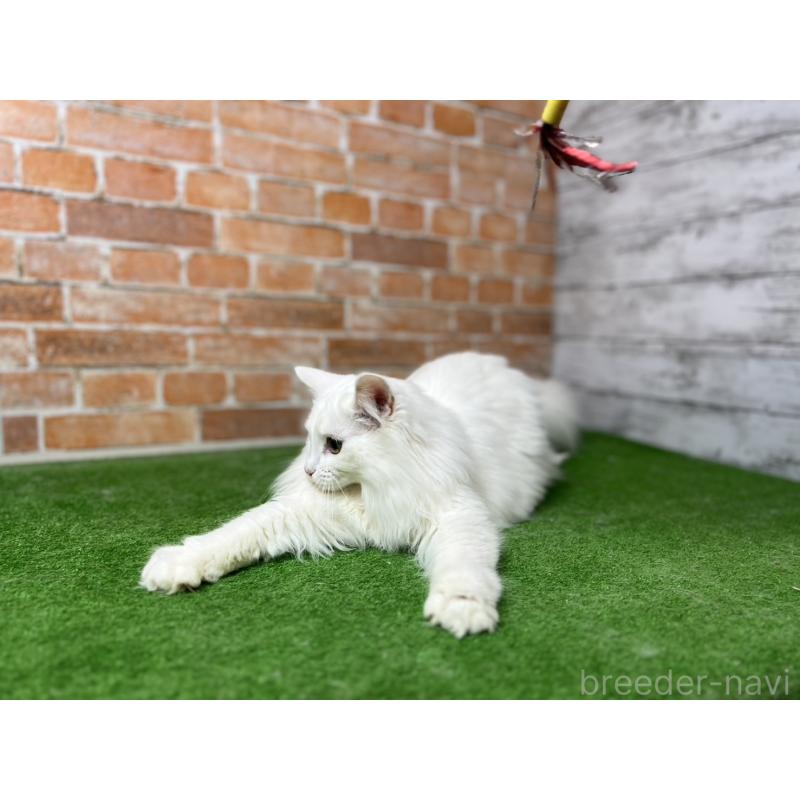 販売中の愛知県のノルウェージャンフォレストキャット-116486の24枚目