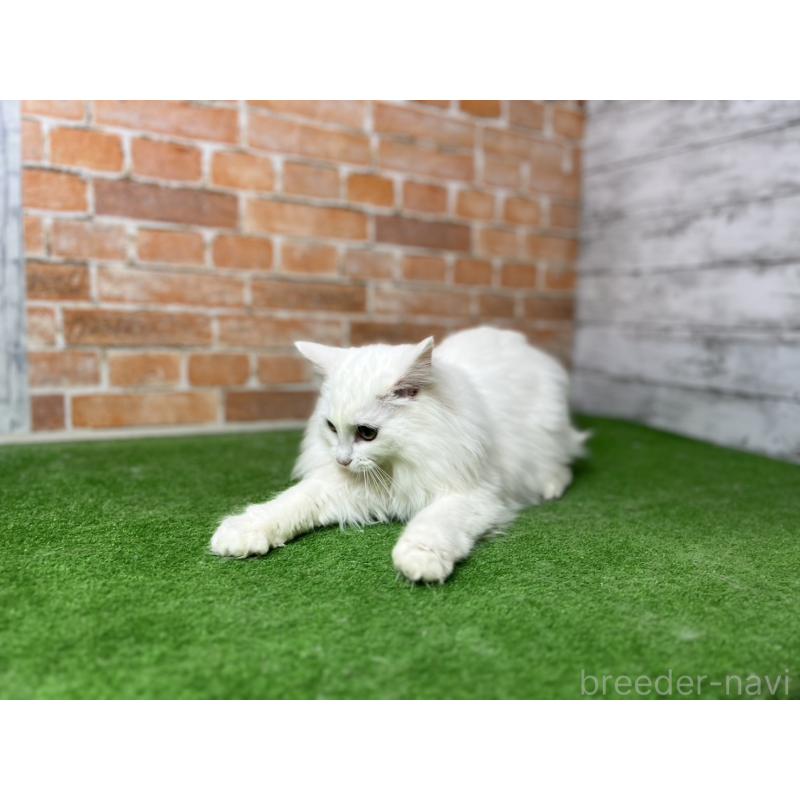 販売中の愛知県のノルウェージャンフォレストキャット-116486の23枚目
