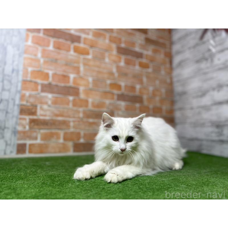 販売中の愛知県のノルウェージャンフォレストキャット-116486の22枚目