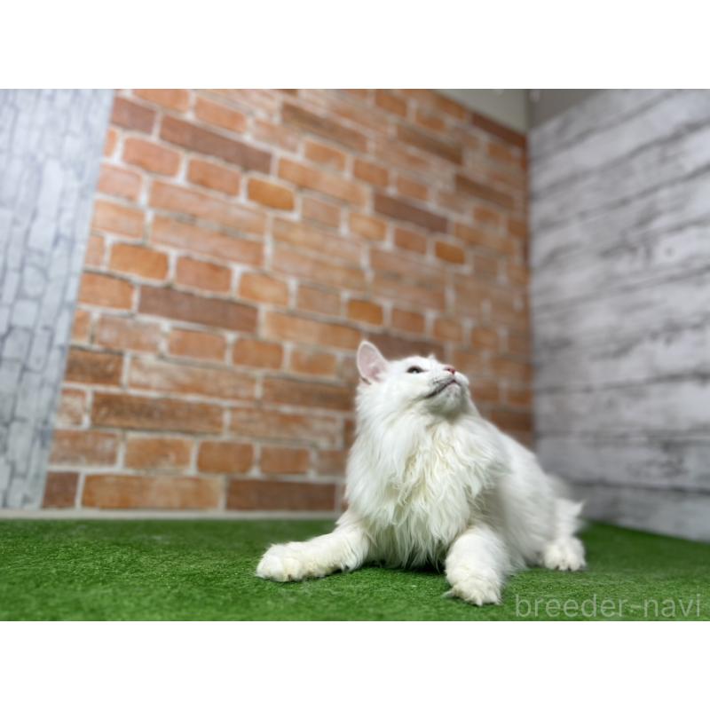 販売中の愛知県のノルウェージャンフォレストキャット-116486の21枚目