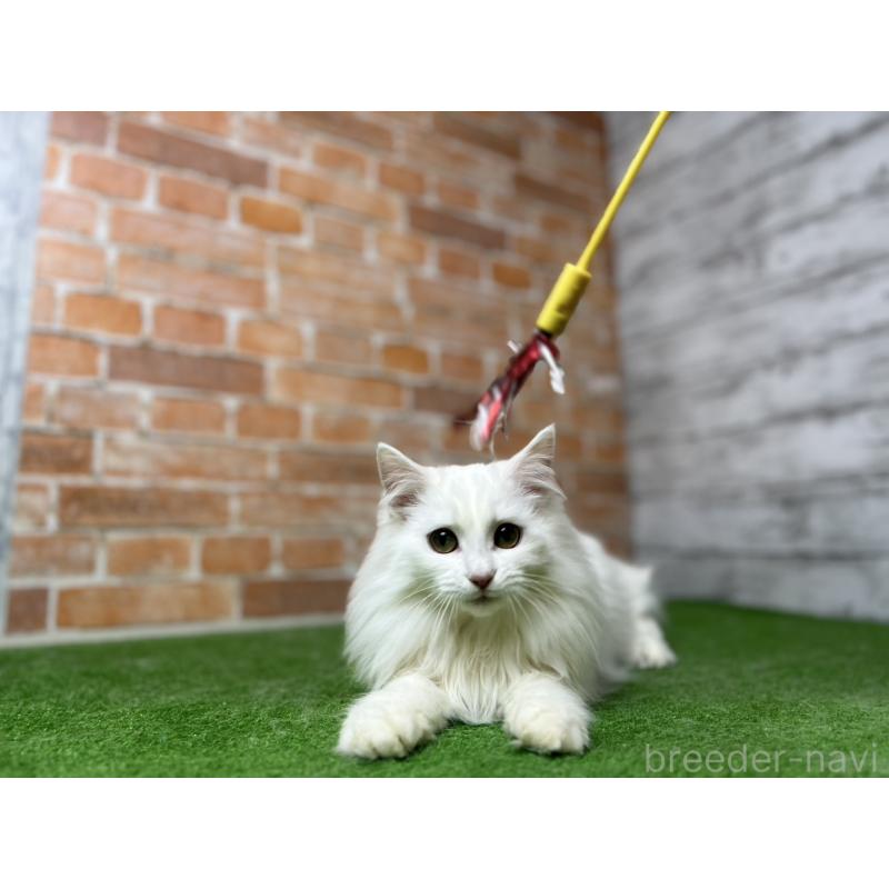 販売中の愛知県のノルウェージャンフォレストキャット-116486の20枚目