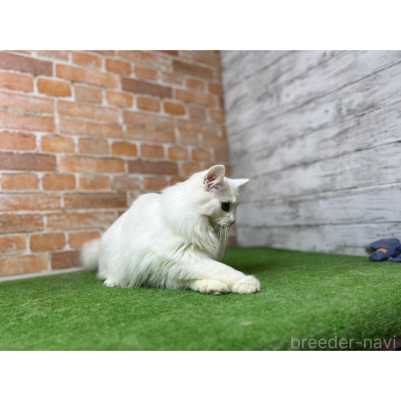 販売中の愛知県のノルウェージャンフォレストキャット-116486の19枚目