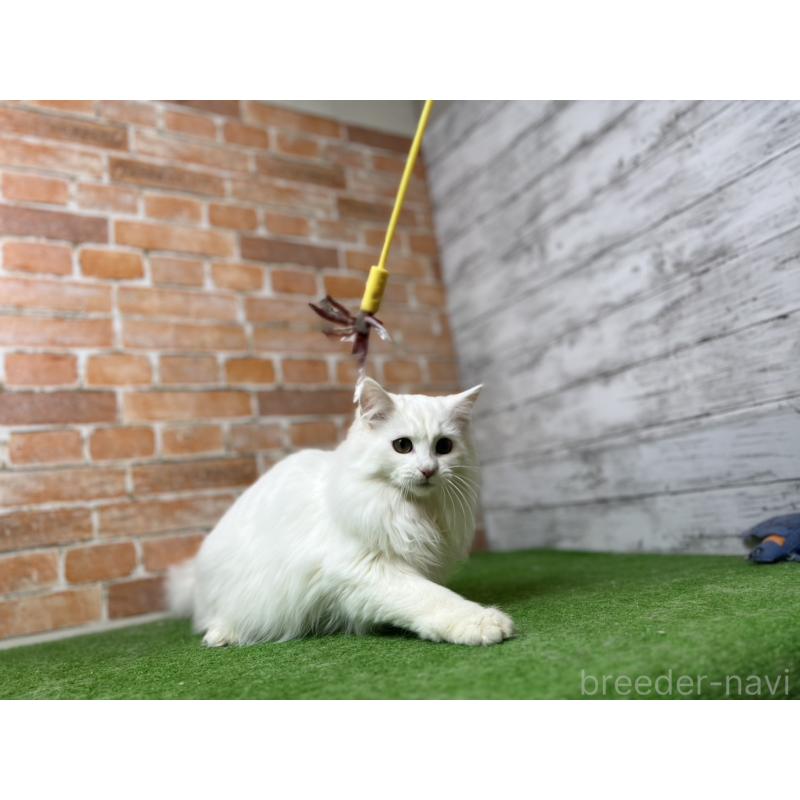 販売中の愛知県のノルウェージャンフォレストキャット-116486の18枚目