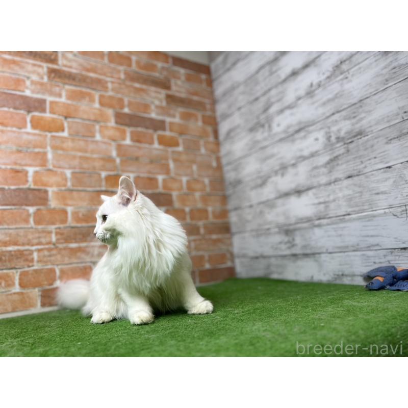 販売中の愛知県のノルウェージャンフォレストキャット-116486の16枚目