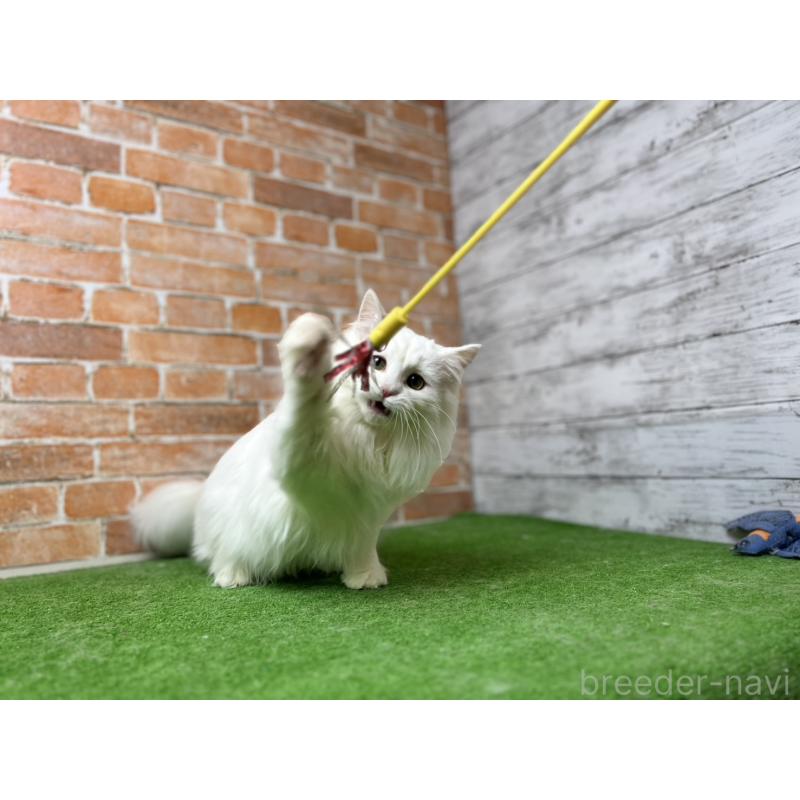 販売中の愛知県のノルウェージャンフォレストキャット-116486の15枚目