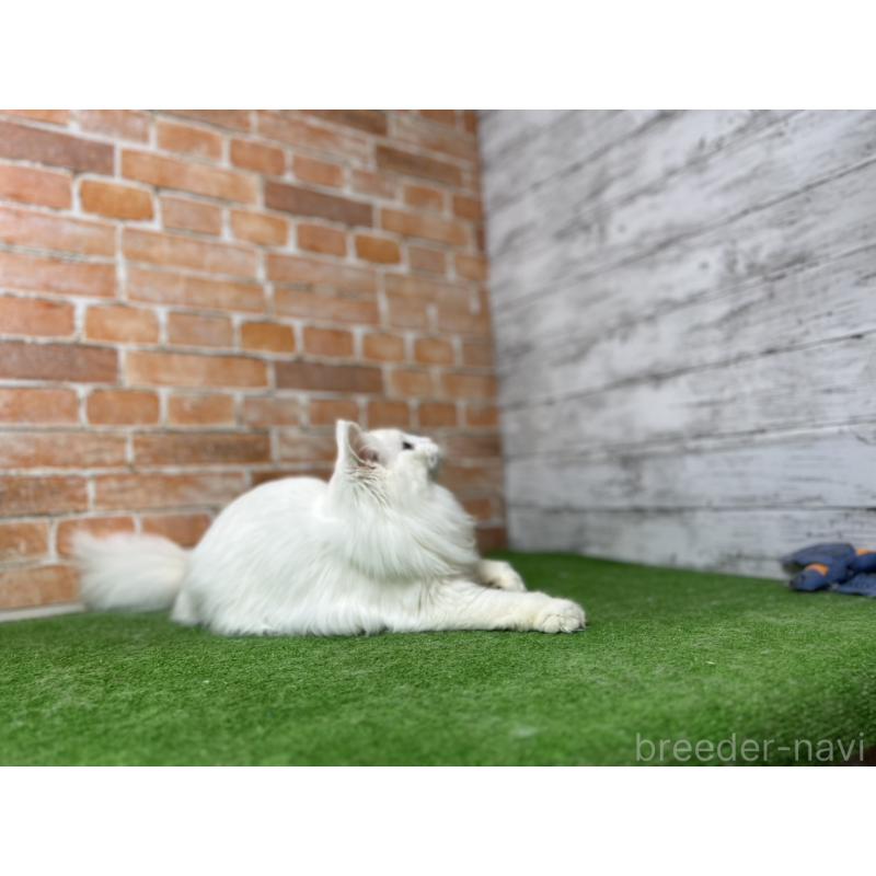 販売中の愛知県のノルウェージャンフォレストキャット-116486の14枚目