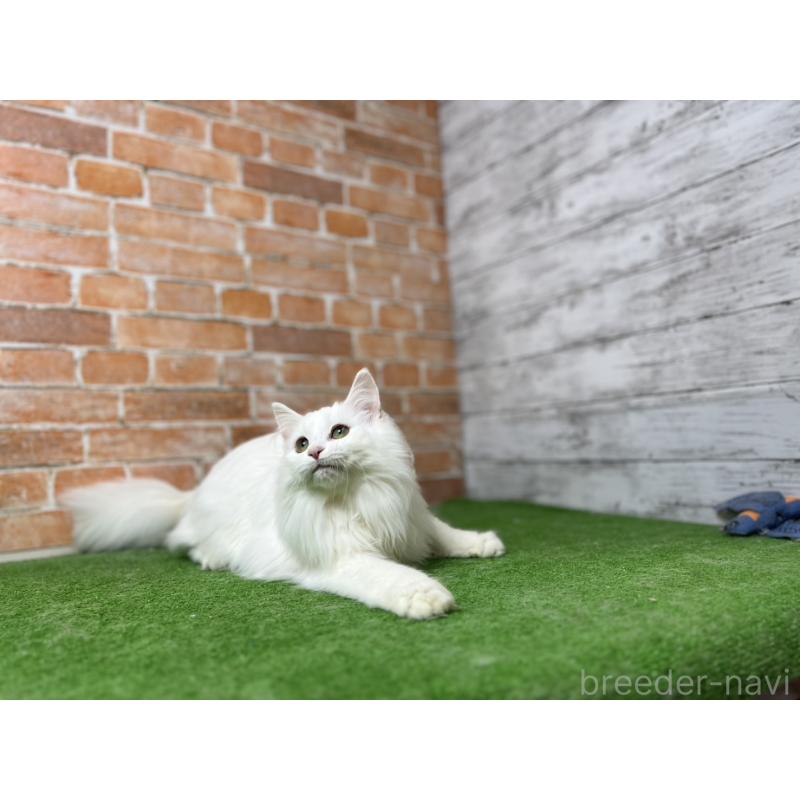 販売中の愛知県のノルウェージャンフォレストキャット-116486の13枚目