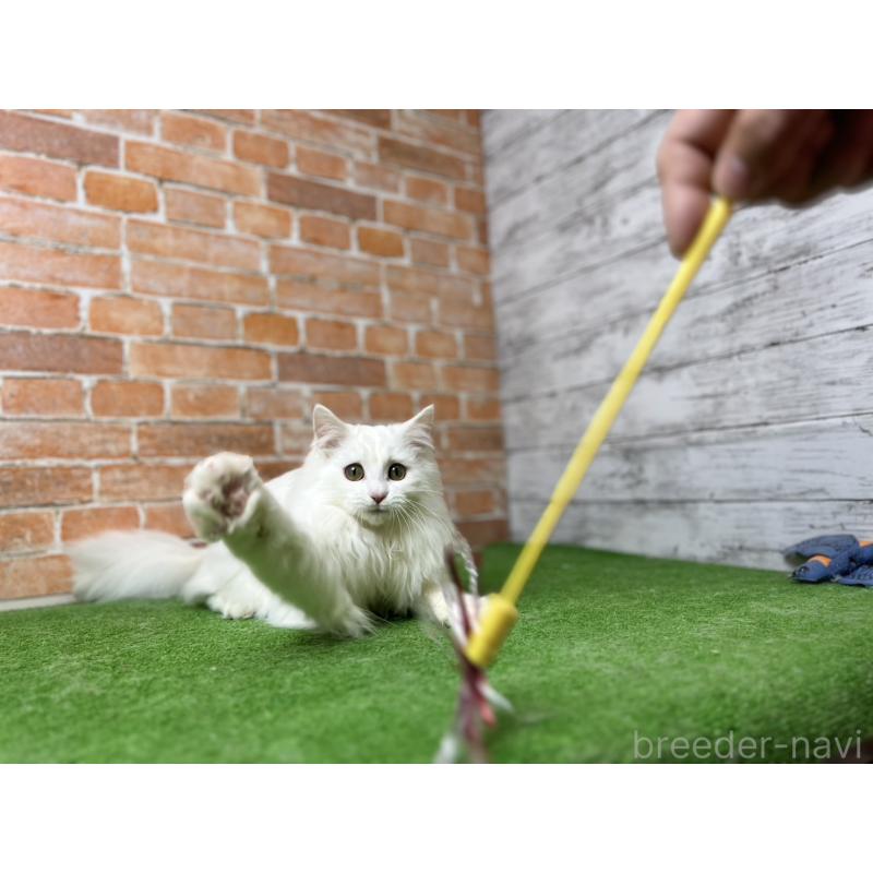 販売中の愛知県のノルウェージャンフォレストキャット-116486の12枚目