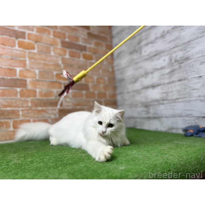 販売中の愛知県のノルウェージャンフォレストキャット-116486の11枚目