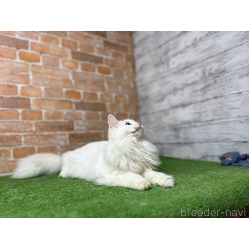 販売中の愛知県のノルウェージャンフォレストキャット-116486の9枚目