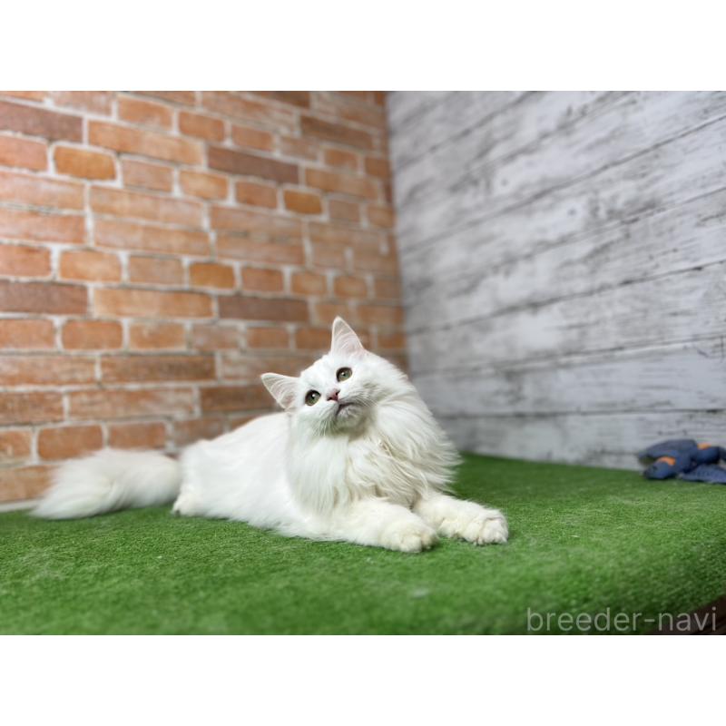 販売中の愛知県のノルウェージャンフォレストキャット-116486の8枚目