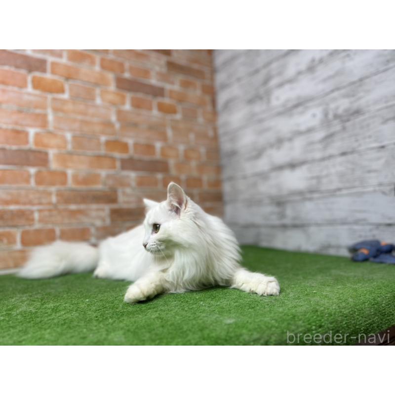 販売中の愛知県のノルウェージャンフォレストキャット-116486の7枚目