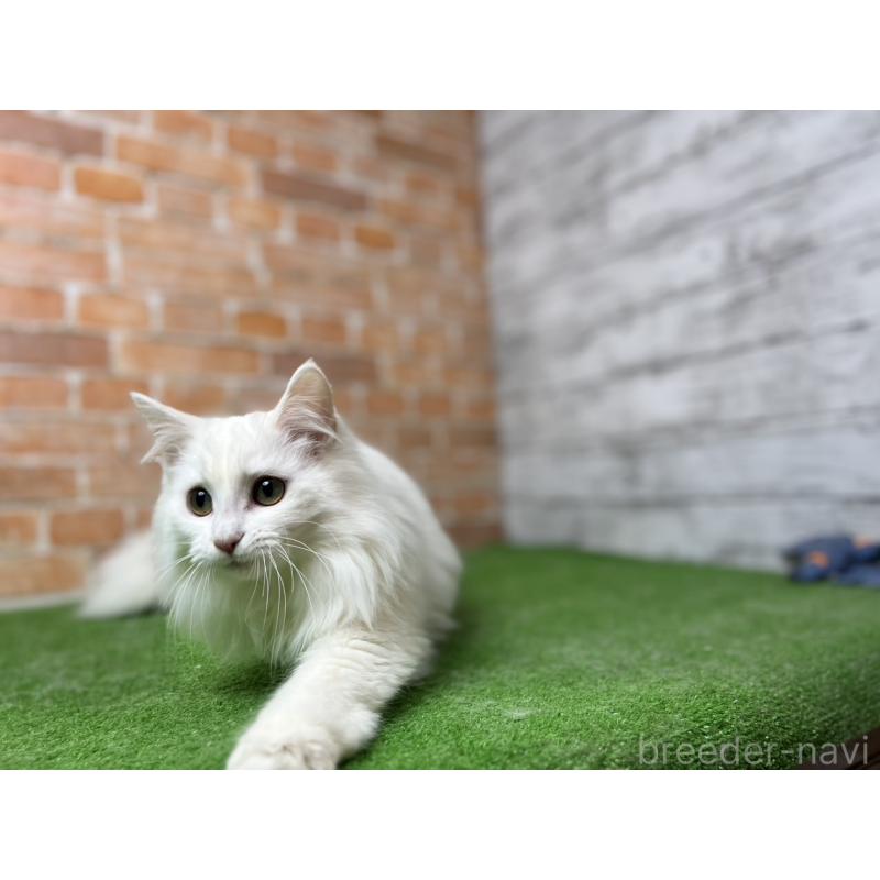 販売中の愛知県のノルウェージャンフォレストキャット-116486の6枚目