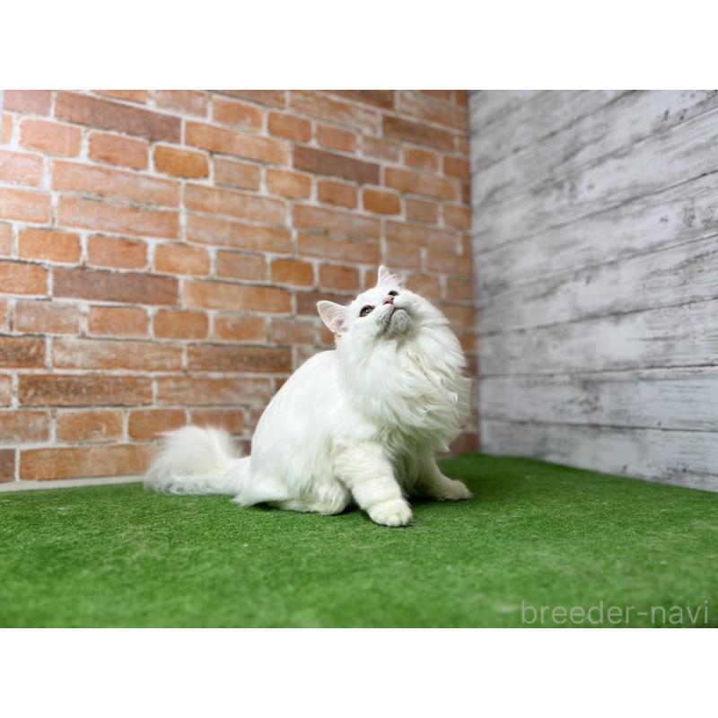 販売中の愛知県のノルウェージャンフォレストキャット-116486の5枚目