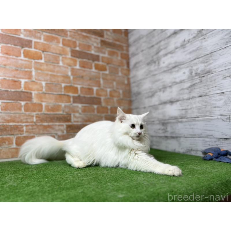 販売中の愛知県のノルウェージャンフォレストキャット-116486の4枚目