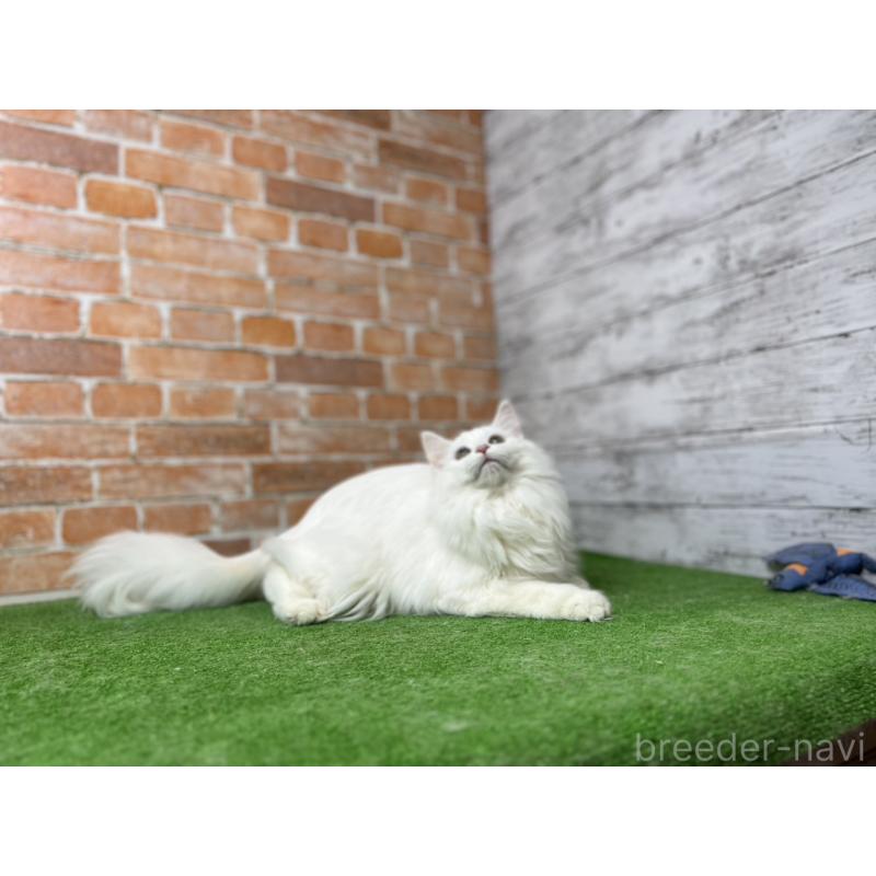 販売中の愛知県のノルウェージャンフォレストキャット-116486の2枚目