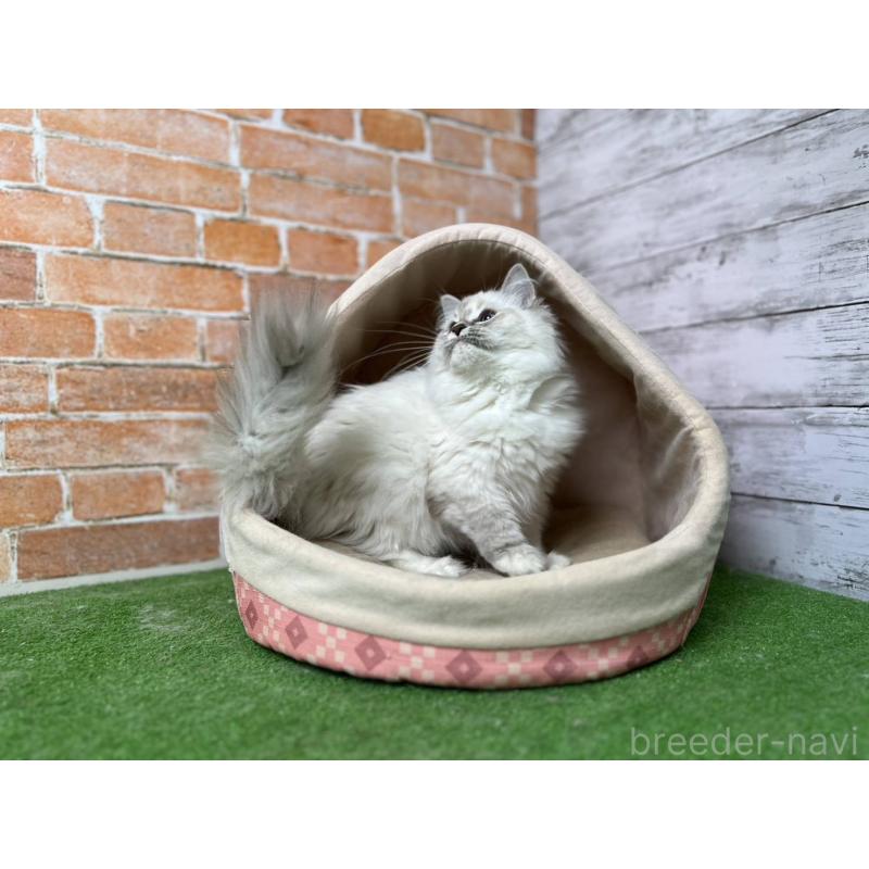 販売中の愛知県のサイベリアン-132640の6枚目