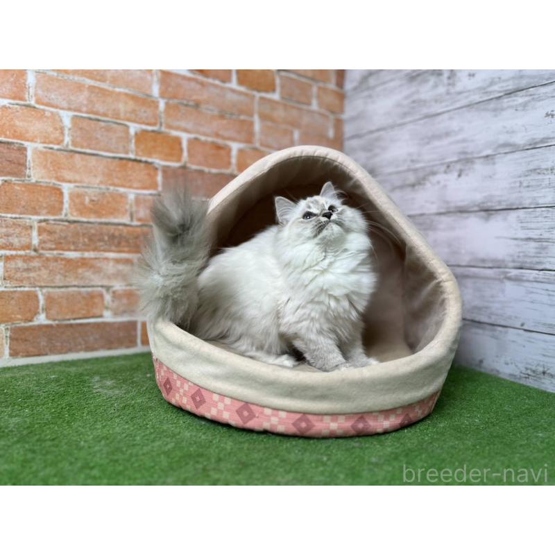 販売中の愛知県のサイベリアン-132640の4枚目