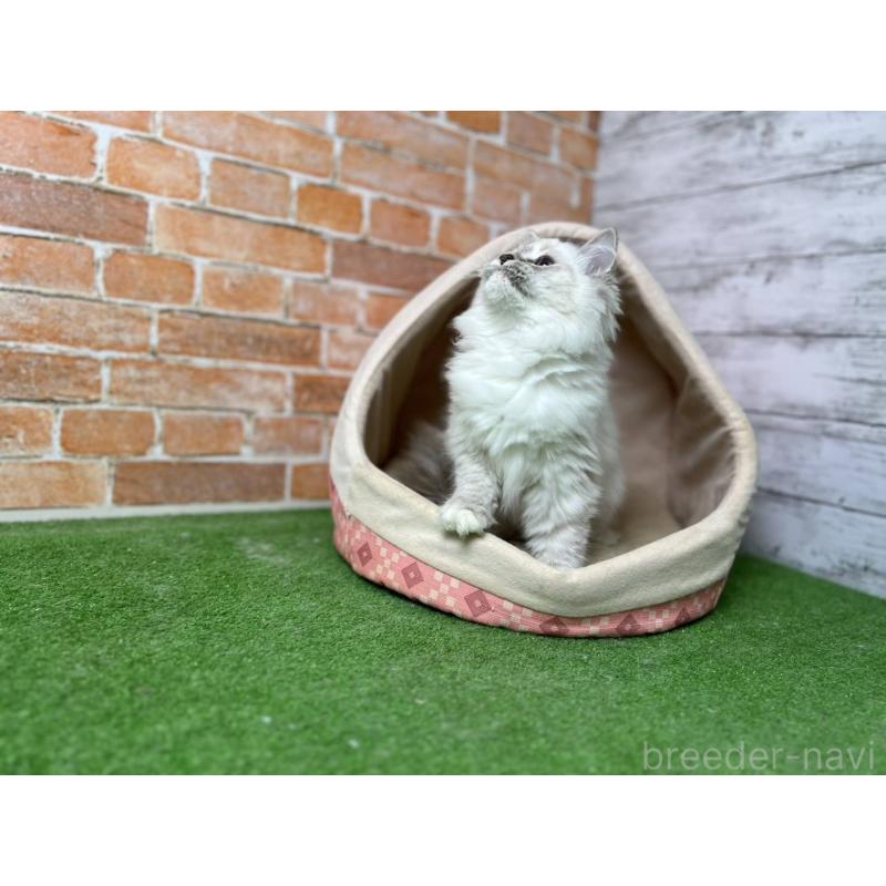 販売中の愛知県のサイベリアン-132640の5枚目