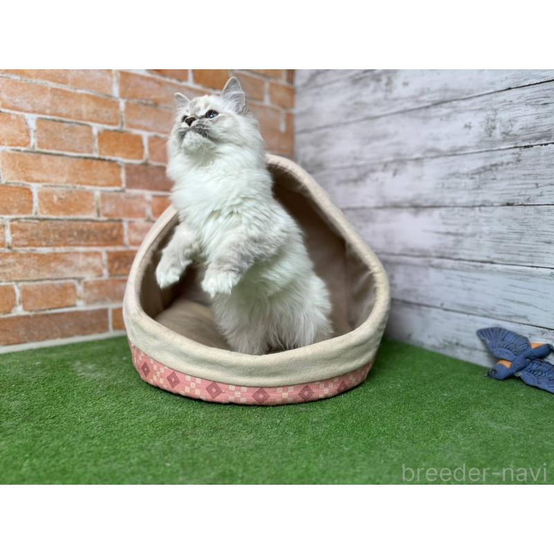 販売中の愛知県のサイベリアン-132640の3枚目