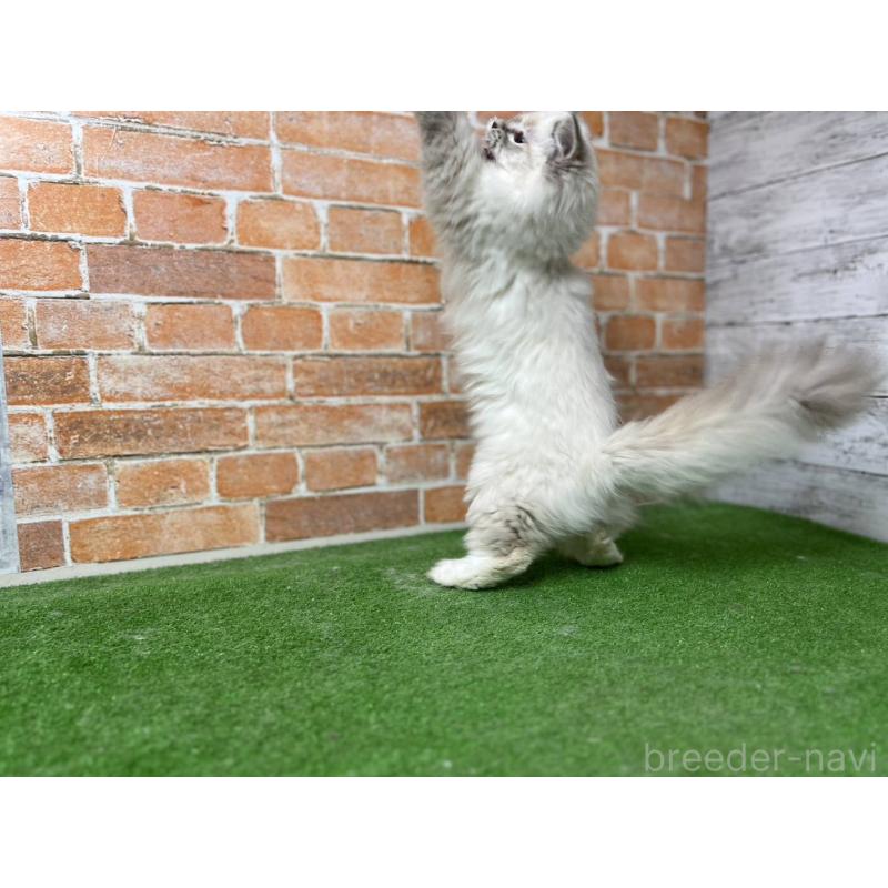 販売中の愛知県のサイベリアン-132640の2枚目