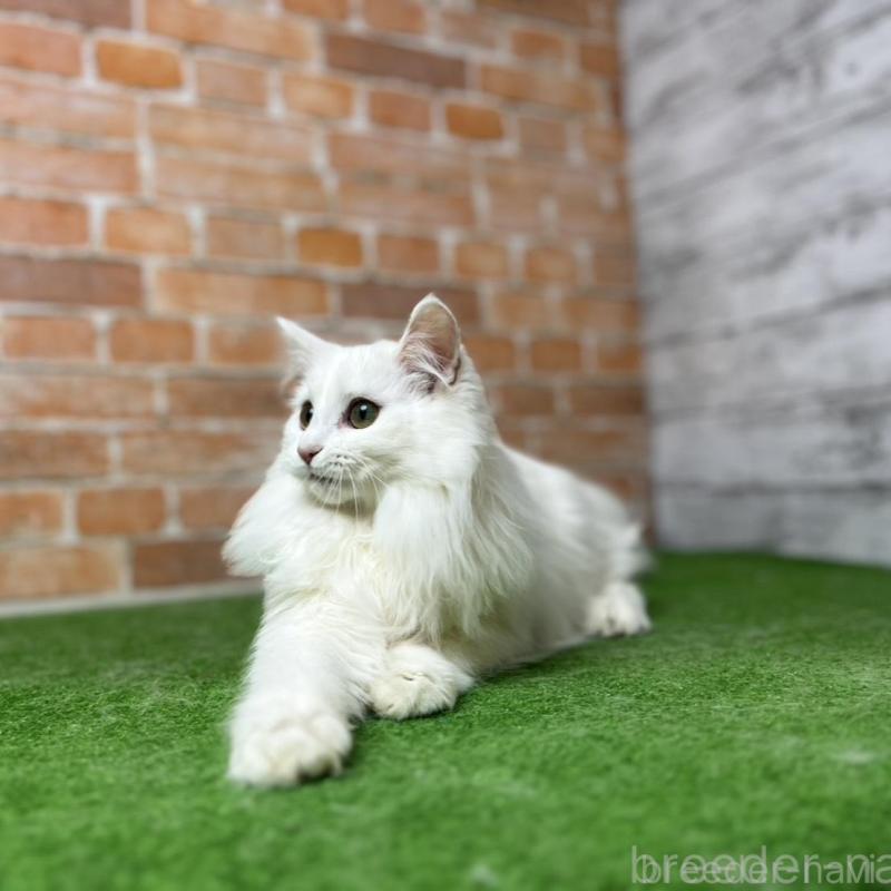 販売中の愛知県のノルウェージャンフォレストキャット-116486の1枚目