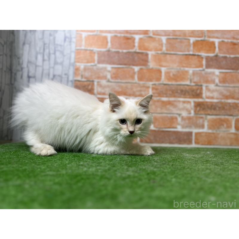 販売中の愛知県のサイベリアン-132642の19枚目