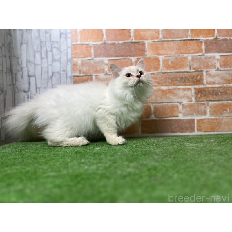 販売中の愛知県のサイベリアン-132642の18枚目