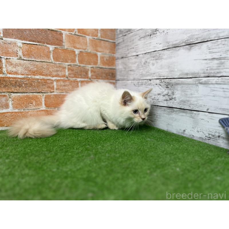 販売中の愛知県のサイベリアン-132642の17枚目