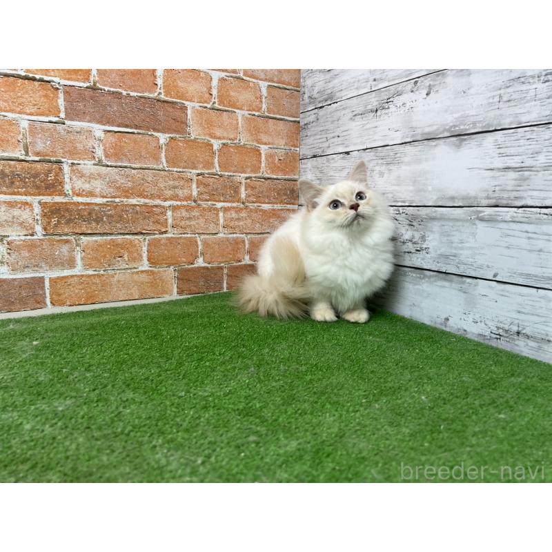 販売中の愛知県のサイベリアン-132642の16枚目